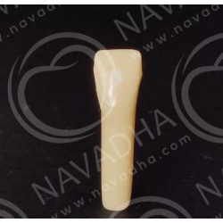 Frasaco AG-3 ZE Typodont Teeth & 41