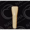 Frasaco AG-3 ZE Typodont Teeth & 42