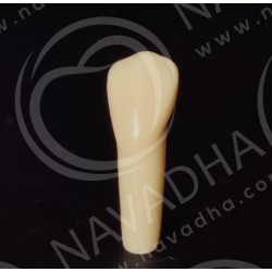Frasaco AG-3 ZE Typodont Teeth & 43