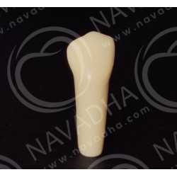 Frasaco AG-3 ZE Typodont Teeth & 44