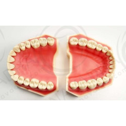 Navadha ORE Exam Dental Training Manikin