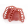 Replacement Gingiva for Typodont Jaw Set & Transparent Clear Gums
