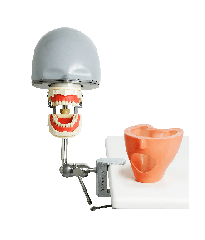ADC Dental Manikin with jaws with Navadha mask