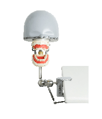 ADC Dental Manikin with jaws with Navadha mask