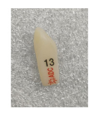 ADC PLATINUM Tooth 13 for ADC Model PRE ORDER