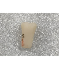 ADC PLATINUM Tooth 46 for ADC Model Ready stock