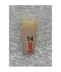 PLATINUM Endo Tooth 14 for ADC Model PRE ORDER