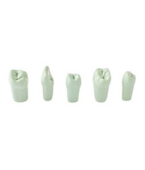 Typodont teeth EP-TPR-860 1X5 PIT/FIS GREEN
