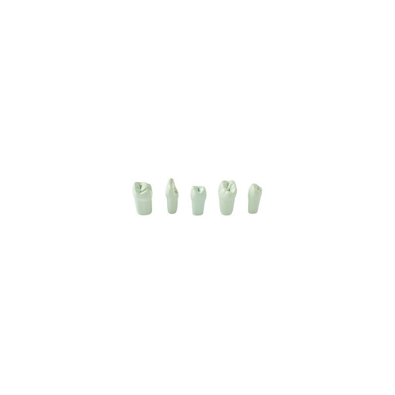 Typodont teeth EP-TPR-860 1X5 PIT/FIS GREEN