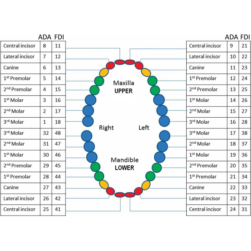 ADC exam caries teeth