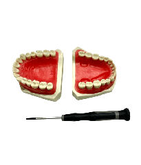 ADC Onedental Soft Gingiva Magnetic Model
