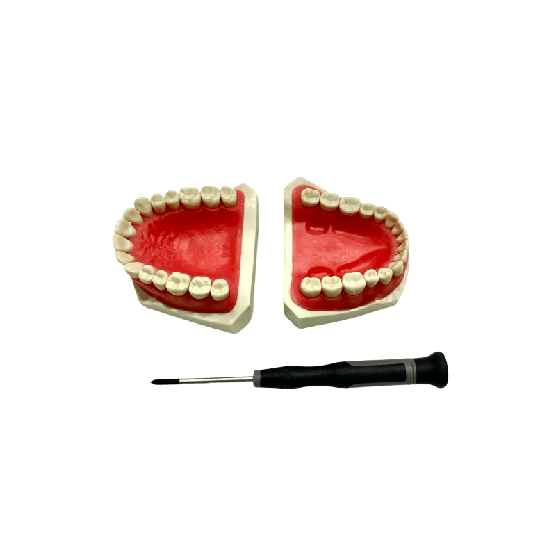 ADC Onedental Soft Gingiva Magnetic Model