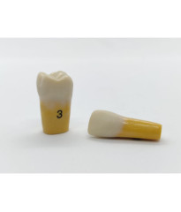 Columbia Dentoform Ivorine Dentine Tooth 860 & #8