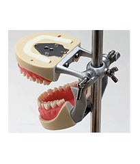Articulator For Typodont Jaw