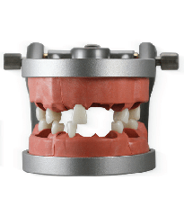 Modupro Endo Typodont (Acadental MP E120 MQR-PC)