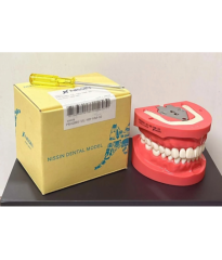 Kilgore 32-Tooth Hard Tissue Dental Typodont Model