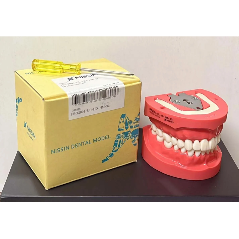 Kilgore 32-Tooth Hard Tissue Dental Typodont Model