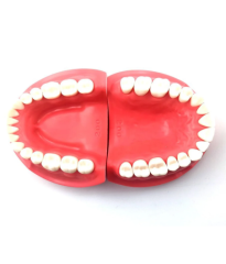 Kilgore 32-Tooth Hard Tissue Dental Typodont Model
