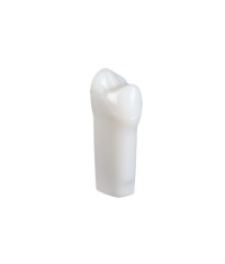 NDEB teeth & 14