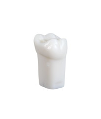 NDEB teeth & 16