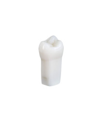 NDEB teeth & 28