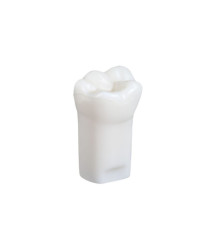 NDEB teeth & 36