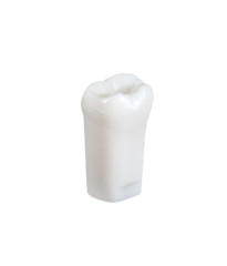 NDEB teeth & 37