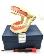 Manikin, Jaws and Teeth
