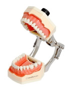 Dental Models