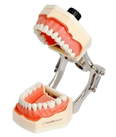 Dental Models